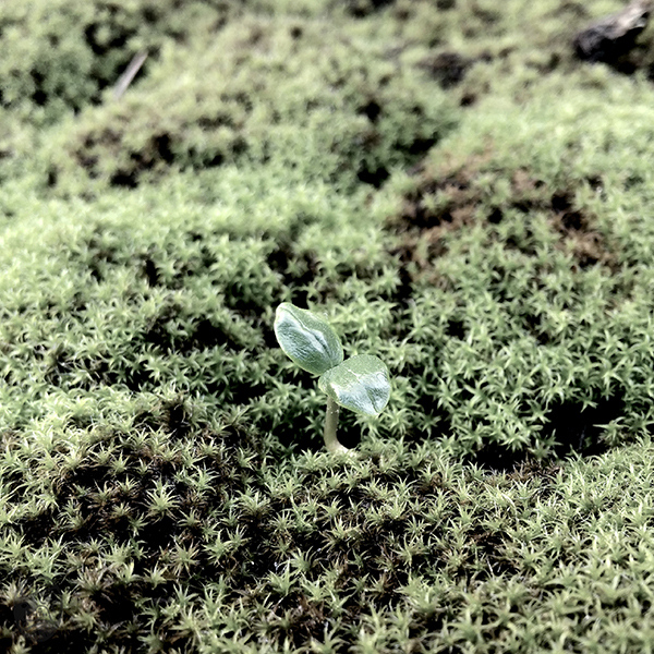 禪、靜、思|zEN, sTILLNESS, tHINKING